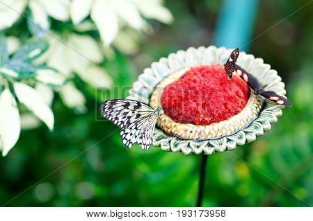 Closup image of a beautiful butterfly landing on a tree branch. With colorful flowers.