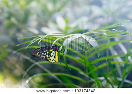 Closup image of a beautiful butterfly landing on a tree branch. With colorful flowers.