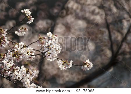 Cherry blossom or Sakura (Somei Yoshino) in Tokyo Japan .