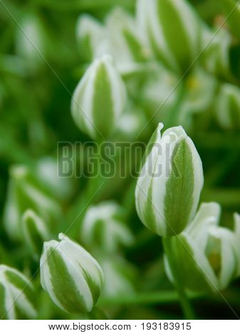 Buds of star-of-bethlehem flowers in the garden. Place for a text