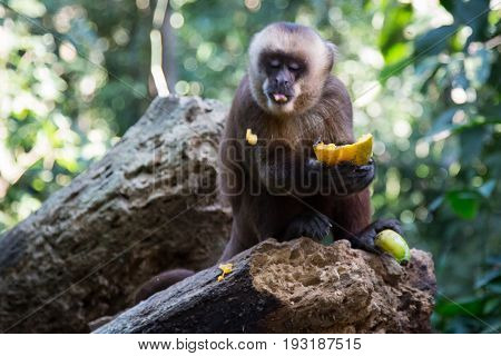 Monkey(s) at the Monkey Islands, Tambopata, Peru