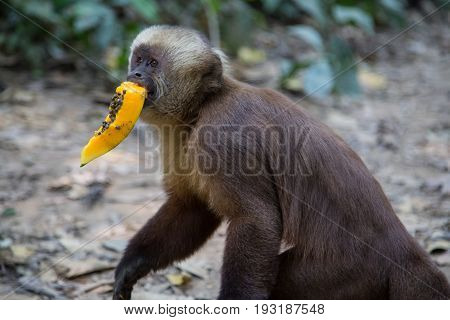 Monkey(s) at the Monkey Islands, Tambopata, Peru