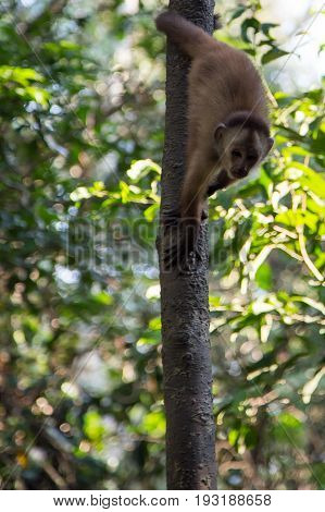 Monkey(s) at the Monkey Islands, Tambopata, Peru