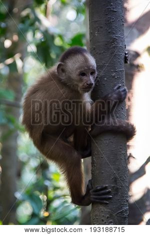 Monkey(s) at the Monkey Islands, Tambopata, Peru