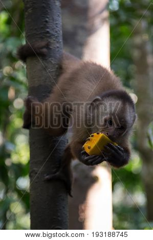 Monkey(s) at the Monkey Islands, Tambopata, Peru