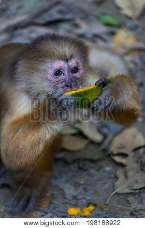Monkey(s) at the Monkey Islands, Tambopata, Peru