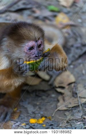 Monkey(s) at the Monkey Islands, Tambopata, Peru