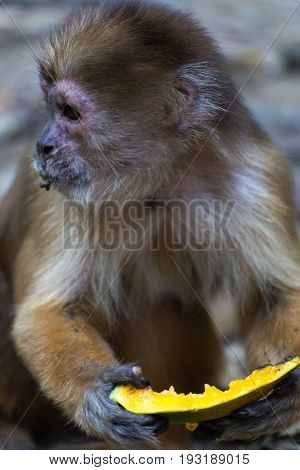 Monkey(s) at the Monkey Islands, Tambopata, Peru