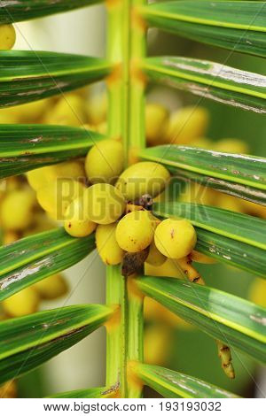Betel parm on tree with the nature