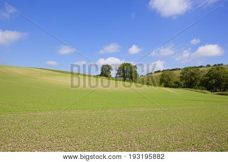 Hillside Pea Field