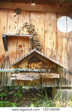 Vertical shot of honey bees swarming on their beehive in an apiary honeycraft farming natural organic producing concept.