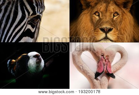 Group wild animals: lion, zebra ,monkey, flamingo