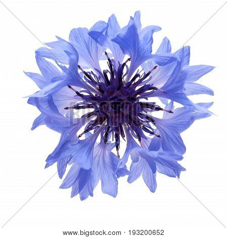 cornflower blue on a white background photographed in natural light