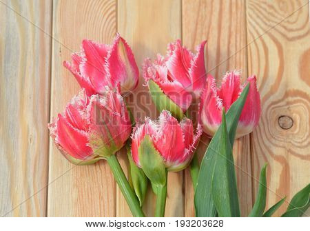 The first spring flowers bring bright colors into the gray spring
