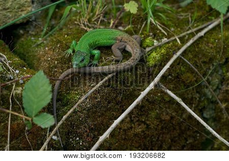 Green Lizard on the stone covered with moss. Oestliche Smaragdeidechse Lacerta viridis European green lizard. Concept of zoology.