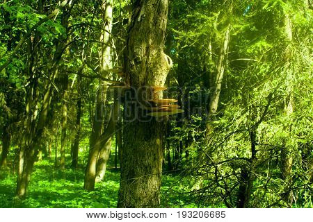 A dead tree with mushrooms in the Sunny forest.