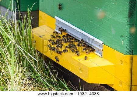 Bees Fly At The Entrance To The Hive. Tray Of The Hive. Hole Entrance To The Hive.