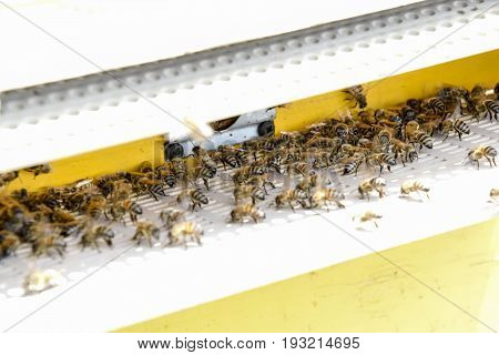 Bees Fly At The Entrance To The Hive. Tray Of The Hive. Hole Entrance To The Hive.