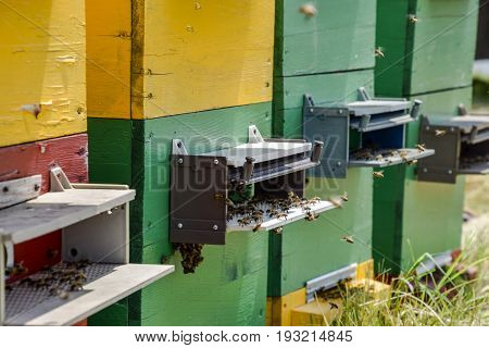 Bees Fly At The Entrance To The Hive. Tray Of The Hive. Hole Entrance To The Hive.
