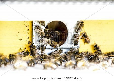 Bees Fly At The Entrance To The Hive. Tray Of The Hive. Hole Entrance To The Hive.