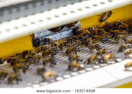 Bees Fly At The Entrance To The Hive. Tray Of The Hive. Hole Entrance To The Hive.