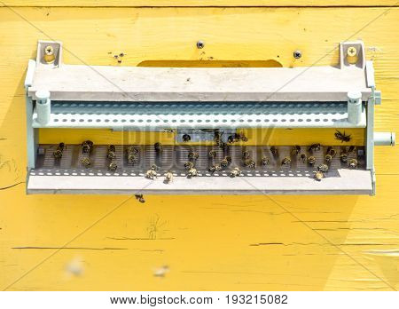 Bees Fly At The Entrance To The Hive. Tray Of The Hive. Hole Entrance To The Hive.