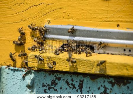 Bees Fly At The Entrance To The Hive. Tray Of The Hive. Hole Entrance To The Hive.