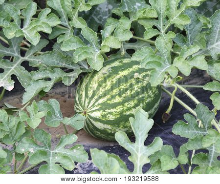 Watermelon In The Garden Of A Farmer In The Mediterranean Countr