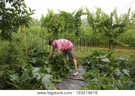 Young farmer with pink t-shirt in the vegetable garden
