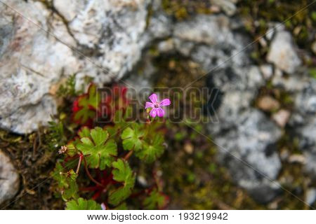 A Flowerbed With Flowers