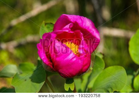 A Flowerbed With Flowers