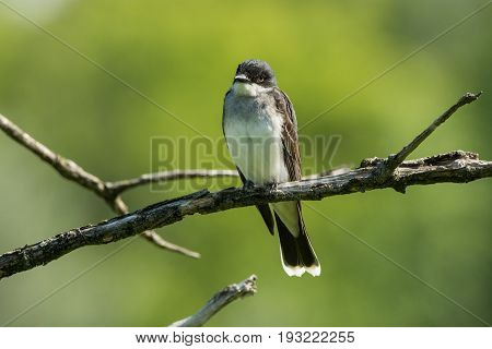 A young Eastern Kingbird perched on a branch.