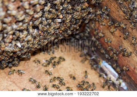A Beehive, A View From The Inside. The Bee-hut. Honey Bee. Entrance To The Hive.