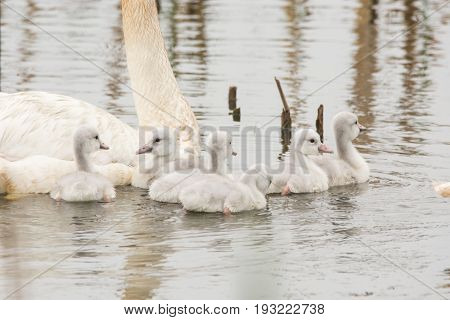 A pair of Trumpeter Swans with their cygnets at Horicon Marsh in Wisconsin.
