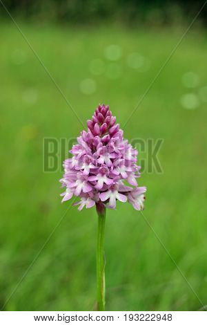 Pyramidal Orchid