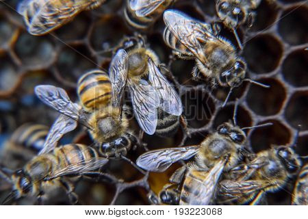 Macro Photograph Of Bees. Dance Of The Honey Bee. Bees In A Bee Hive On Honeycombs.