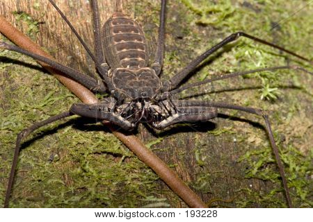 Není bič Scorpion