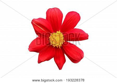 Red dahlia flower isolated on white background