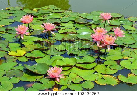 Pink flower Lotus waterlily blooming in the pond.