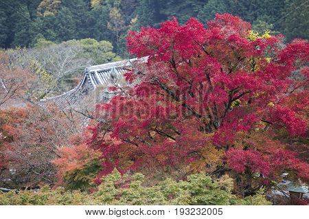 Japanese temple roof with colorful of maple leaves in autumn season at Yoshimine-dera temple Kyoto Japan