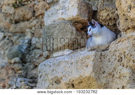 The mouse is about to leave his cave.