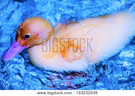 A Baby Pekin Duck Swimming in a Bathtub