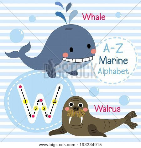 Cute children sea alphabet flashcard of funny marine animal cartoon W letter tracing for kids learning English vocabulary vector illustration.