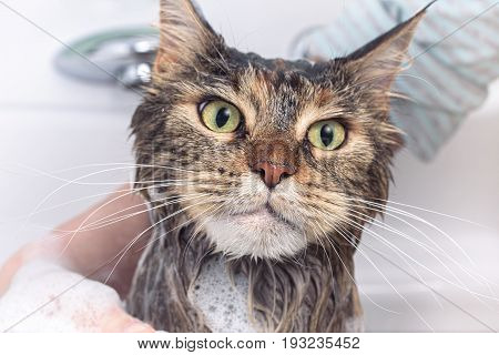 Cat bath. Wet cat. Girl washes cat in the bath