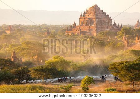 Burmese shepherdess leading her herd back home at sunset in an amazing landscape, Bagan, Myanmar