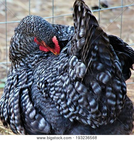 A Plymouth Barred Rock Hen in a Chicken Yard