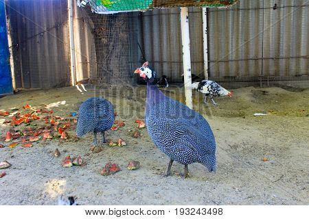 Guinea Fowl birds on the farm yard