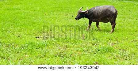 Buffalos : animals, mammals, pets, Cape buffalo standing in a field of grasses,feed cattle as the labor to plow, used as a vehicle to buffalo farm. Buffalo Killers and carnivorous