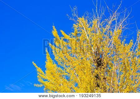 Yellow Ginko Tree With Blue Sky In Japan.
