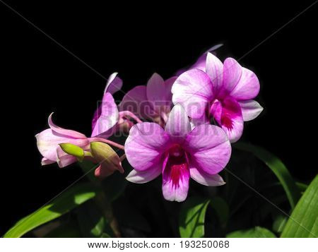 Closeup of Orchids blooming in tropical garden Orchids is considered the queen of flowers